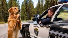 Dog Begged a Man for Help | Animal Rescue