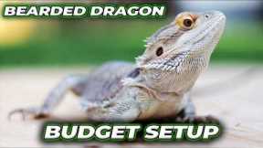 Snake Discovery Sent me Their New Enclosure, Let's Setup My Bearded Dragon!