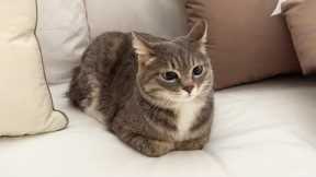 You Laugh, You Lose! 🤣 Funny Cat Videos 2025 😹 Part 51