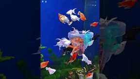 Top 5 Easiest Freshwater Aquarium Fish to Breed