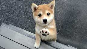 Try Not to Laugh! Hilarious Dogs & The Cutest Puppies Videos of the Year 😂🐕