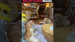 Ranking Funniest Mom Dog Teaching Moments