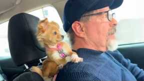 When Puppies Are Being Total Little Humans Funny Dog and Human Videos