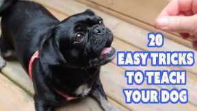 Bored stuck at home? Try 20 Easy Tricks to Teach Your Dog