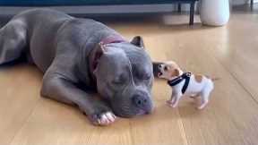 When Puppies Boss Around Big Dogs 🤣 FUNNIEST DOGS Video 2025