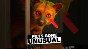 TOP 3 RARE AND UNUSUAL PETS YOU CAN OWN IN AMERICA 🦘🤯