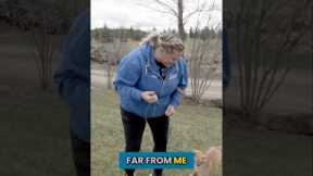 Teach Your Puppy to Potty on Command #Shorts