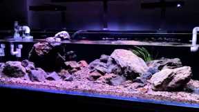 Professional setting up a large freshwater and best natural aquarium with natural sand and stone!