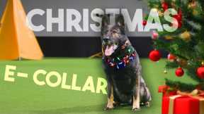 The TRUTH about Negative Reinforcement in dog training! 😞