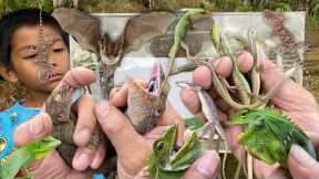 Catch the unique forked-tailed gecko