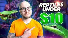 The Best Pet Reptiles For UNDER $10