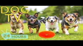 DOG TV: Best Videos to Entertain Dogs Home Alone with Relax & Anti-Stress Music - Music for Dogs