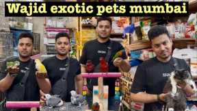 wajid exotic new video full tame exotic birds #exotic #bird #pets #conure #parrot #kitten 
