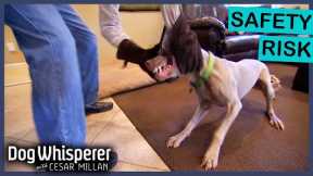 Unadoptable Weimaraner Has MAJOR Biting Issue | Dog Whisperer With Cesar Millan