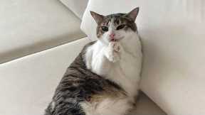 You Laugh, You Lose! 🤣 Funny Cat Videos 2025 😹 Part 43