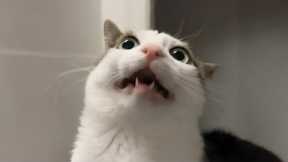 You Laugh, You Lose! 🤣 Funny Cat Videos 2025 😹 Part 45