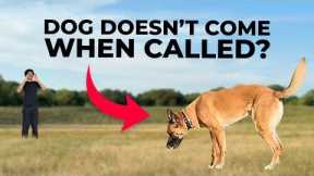 3 Mistakes That RUIN Your Dog’s RECALL