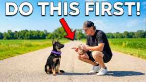 Puppy Training Basics: What You MUST Do First