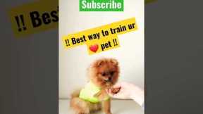 Shake hand puppy training | How to train dog #shorts #pets #puppy #dog #ytshorts #ytshort #viral