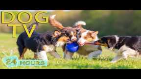 DOG TV: Best Videos All-Day Entertain for Dogs to Watch No Boredom When Home Alone - Music for Dogs
