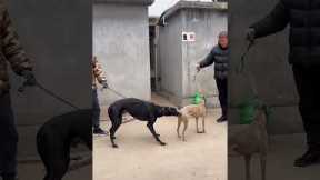 Dog training tips for beginners 20