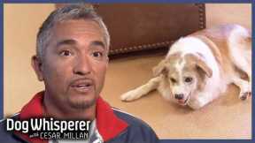 Cesar Confronts Most Severe Case Of Aggression | Dog Whisperer With Cesar Millan