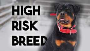 Professional Trainer Reviews the Rottweiler Breed