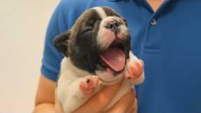 Try Not To Laugh with These Dramatic Puppies 🤣New FUNNY PUPPIES Video