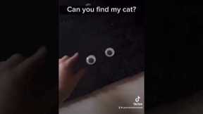 Can you find him? 😂 #funnycats #cat #blackcat