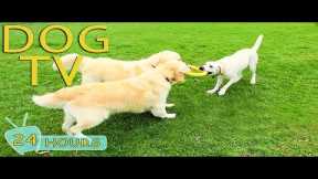 DOG TV: Videos Fun & Entertain for Dogs to Watch All Day When Alone - Best Relax Music for Dogs