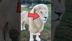 🦊 The Most Exotic Pets People ACTUALLY Own! #animals #shorts #ytshorts