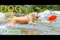 DOG TV: Videos Entertain for Dogs to