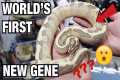 WORLD'S FIRST BALL PYTHON? EPIC