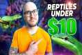The Best Pet Reptiles For UNDER $10