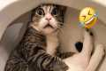Funny Cat Videos 2025 😹 Best Cat