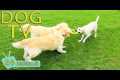 DOG TV: Videos Fun & Entertain