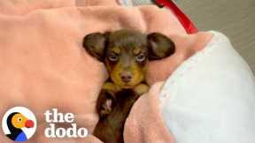 One-Legged Puppy Might Just Be The World’s Strongest Fighter | The Dodo