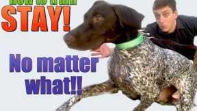 How to Teach your Dog to STAY- NO MATTER WHAT!
