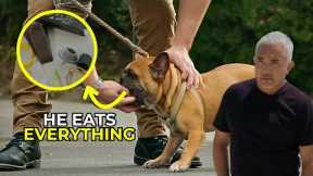 Why I Train Humans, Not Dogs | Better Human Better Dog | S03E03