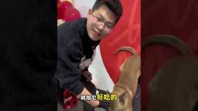 Master Handstands with Your Pup 🐾 - Ultimate Dog Training Guide