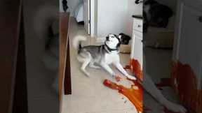 Max! What have you done? #cute #funny #pets #dog #cat #cat #funny #cute #animals #cat #dog #Max #Mia