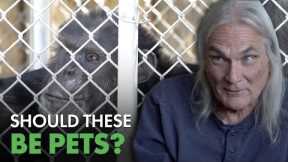 When Deadly Exotic Pets Escape... | Predator Pets