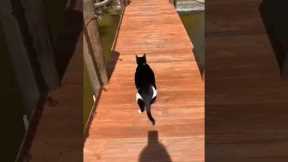 The funniest cat video ever 😂 @yourcrystalshop