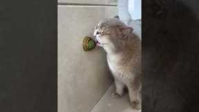 Catnip Toys Your Feline Friend Can’t Resist! #cat