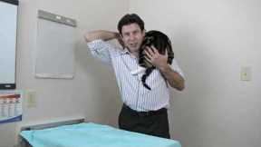 What is a shoulder cat, and how to carry one.