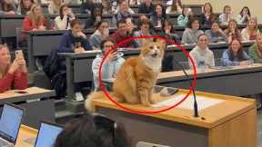 When God Gifts You a Genius Cat 😲😹 Funny Cat Videos 2025