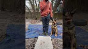 Dog training tip I’ve learned over the years