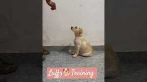 How To Trained Your Dog 🐕#trainning #dog #viral #shorts #shortvideo #ytshorts #funny