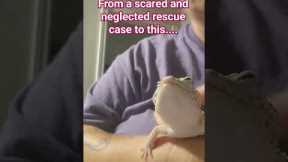 Stitch deserves love. #gecko #pets #reptile #rescue #reptilerescue #love #leopardgecko #exotic #pet