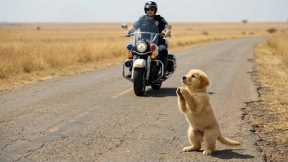 Dog Cub Begged a Man for Help — What He Did Next will Break  Everyone in Tears|